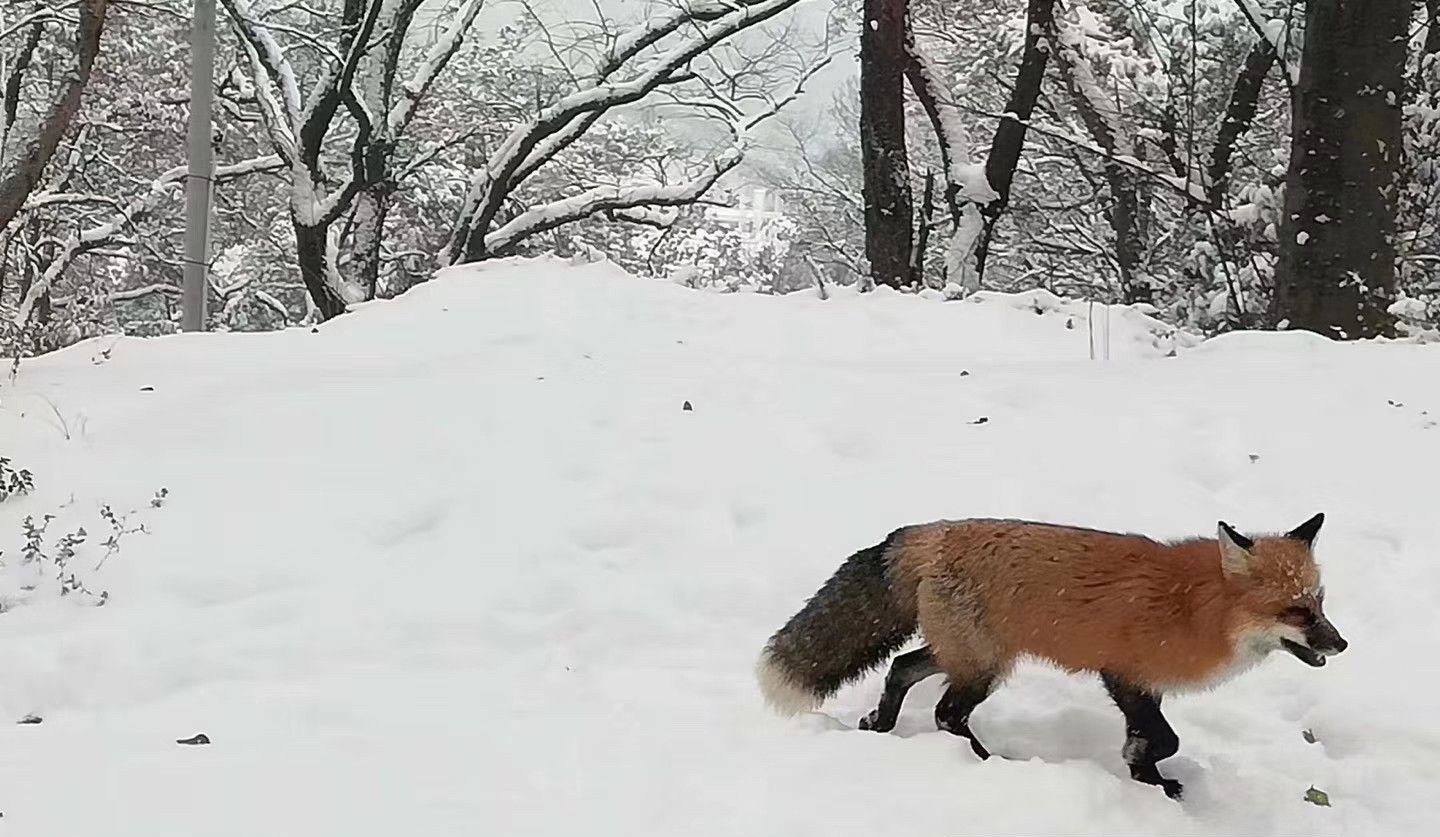 武大網紅狐貍現身珞珈山 堪稱是“雪山飛狐”03